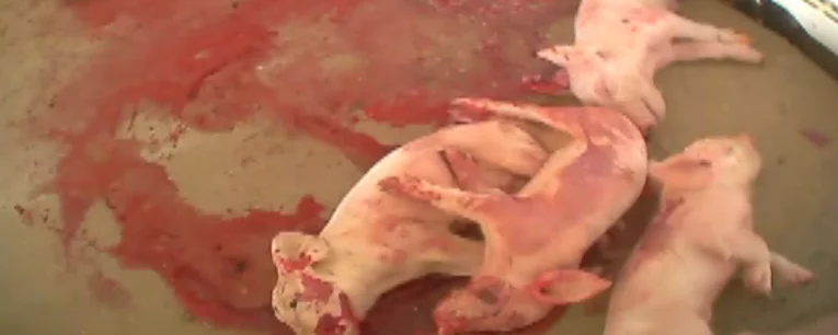 Piglet thumping